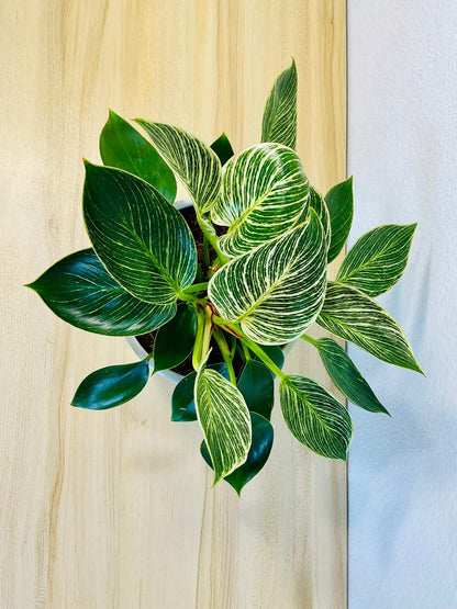 Philodendron Birkin plant top view