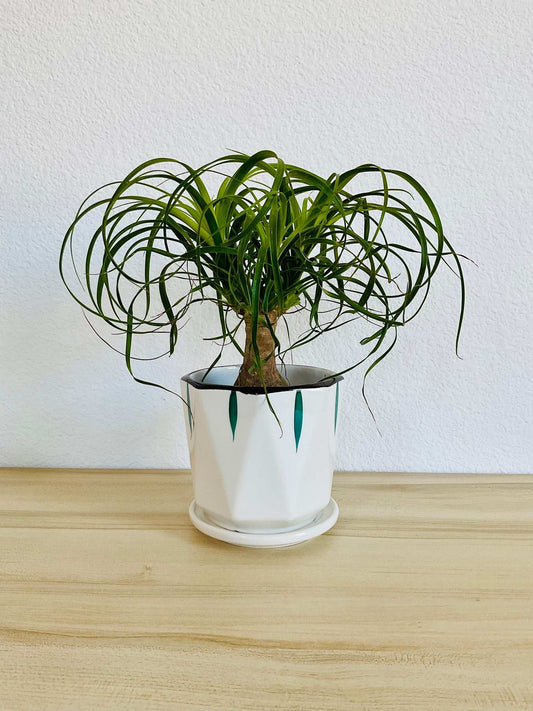 Ponytail Palm in ceramic gift pot with printed leaves 