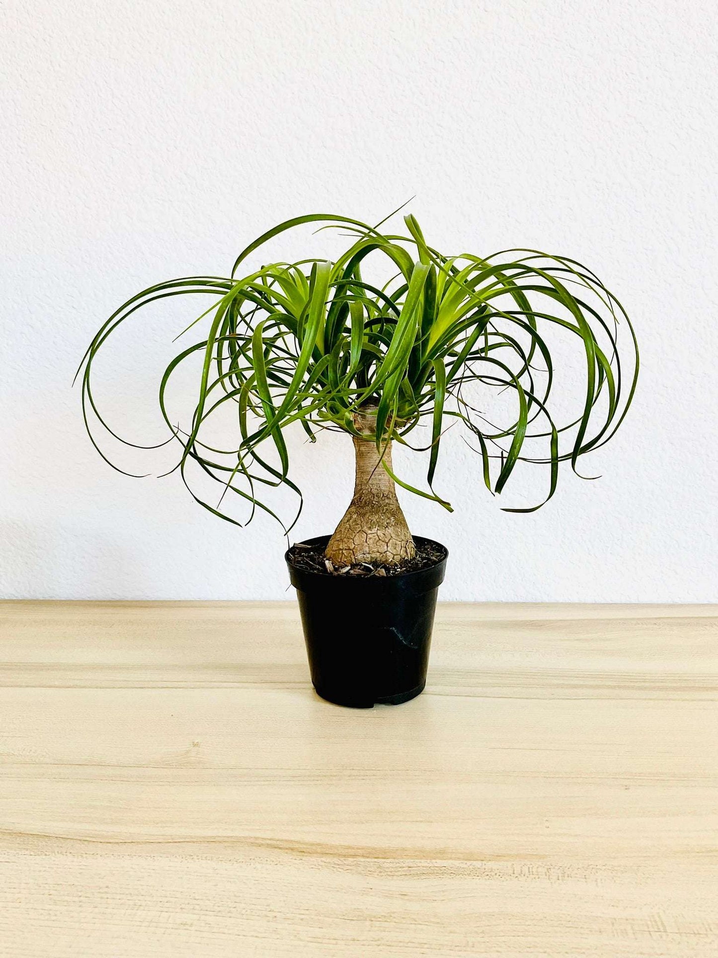 Ponytail Palm in grow pot 