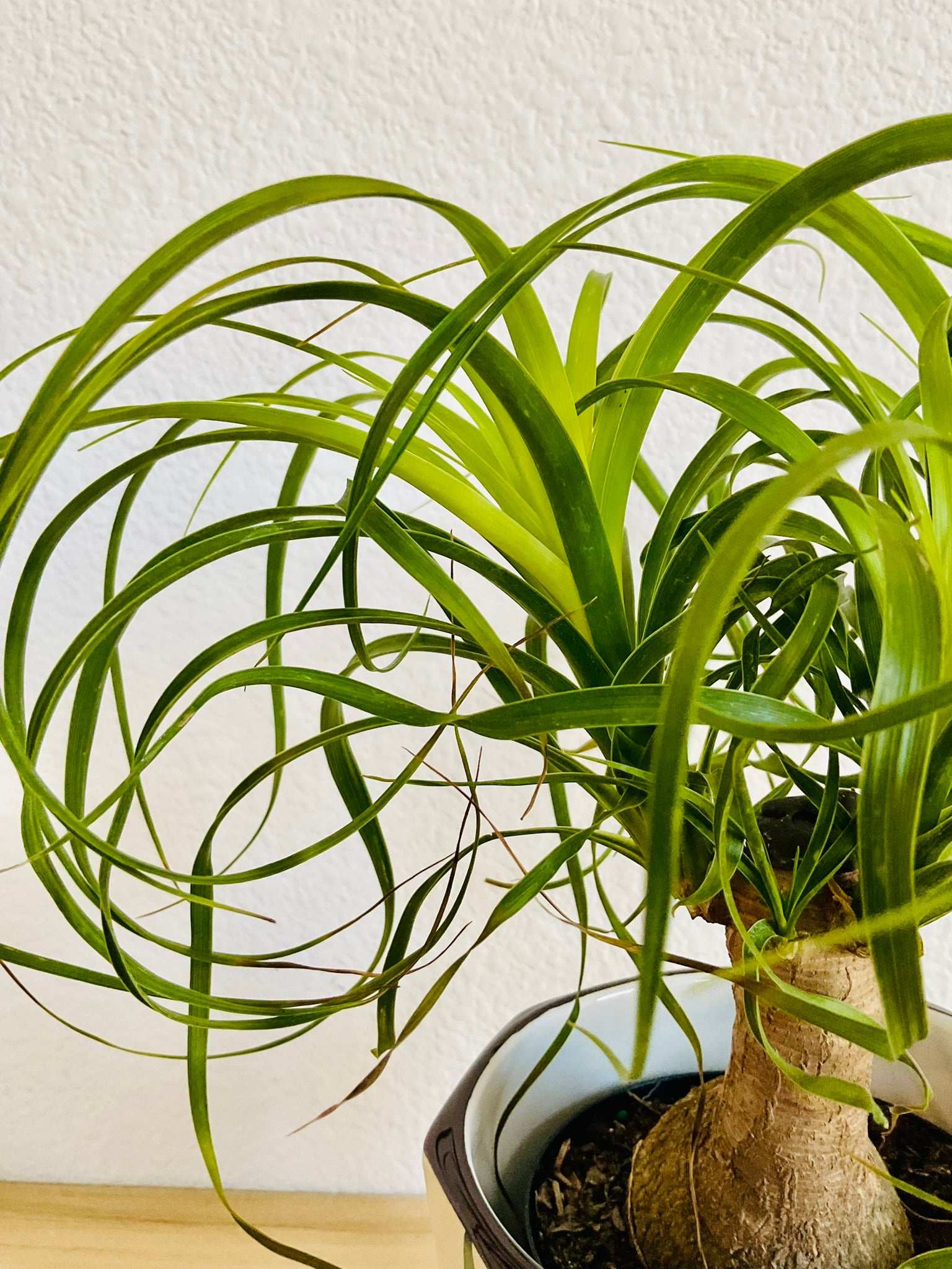 Close-up of Ponytail Palm with long curling leaves