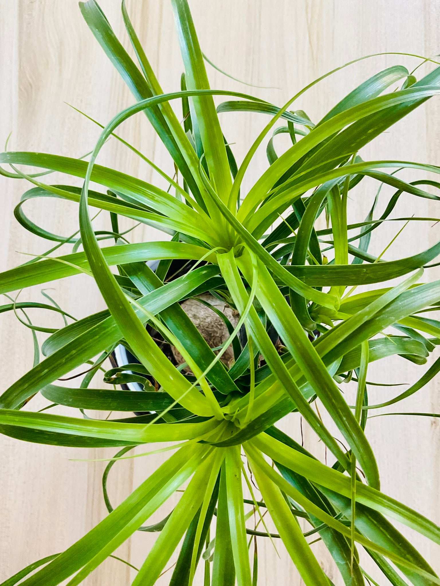 Close-up of Ponytail Palm with long curling leaves top view