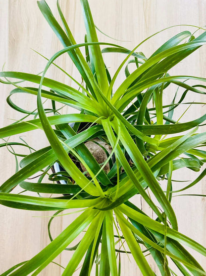 Close-up of Ponytail Palm with long curling leaves top view
