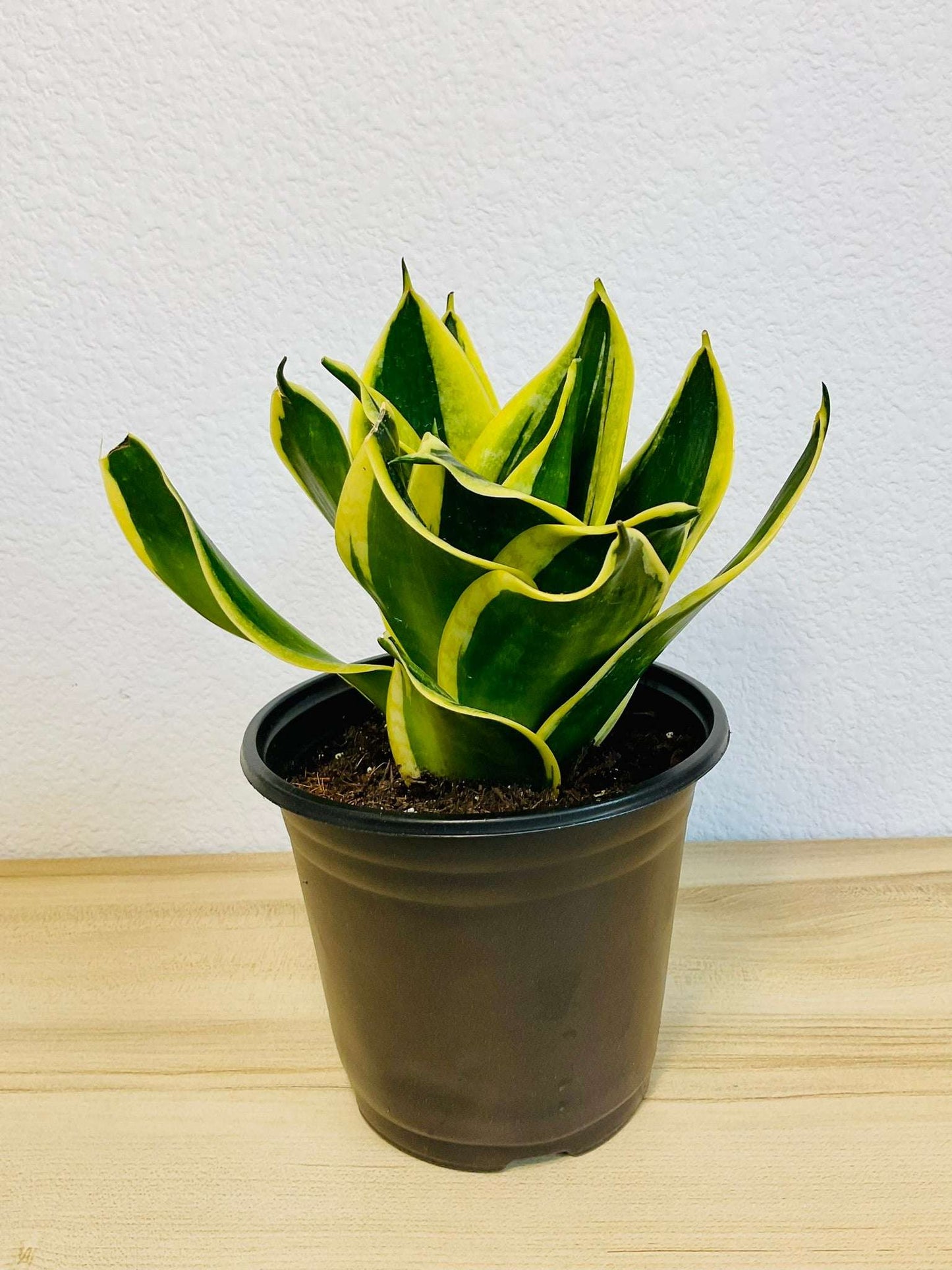 Bird’s Nest Snake Plant in grow pot on shelf