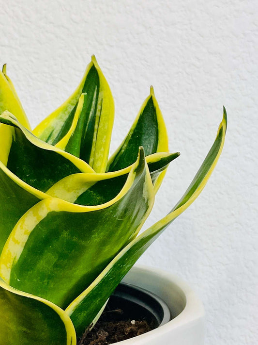 Close-up of Snake Plant rosette leaves