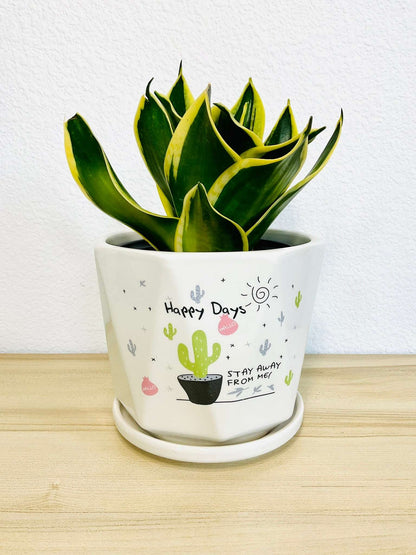 Bird’s Nest Snake Plant in small ceramic pot on table