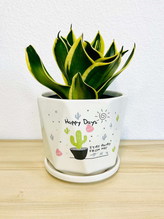Bird’s Nest Snake Plant in small ceramic pot on table