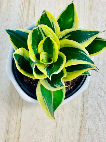 Top view of Snake Plant rosette leaves