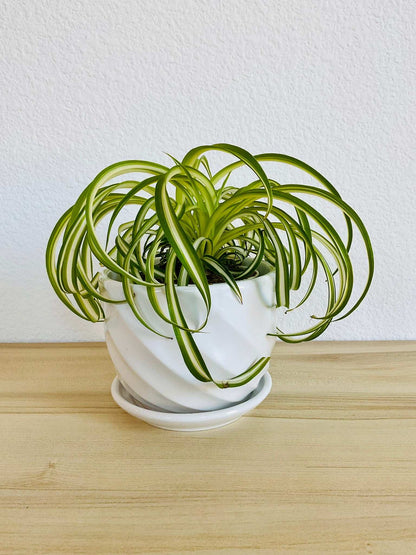 Spider Plant Bonnie with curled green and white leaves in White ceramic pot
