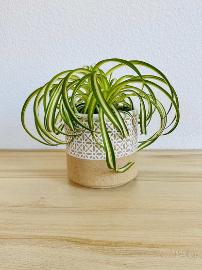 Spider Plant Bonnie with curled green and white leaves in designer terracotta style pot