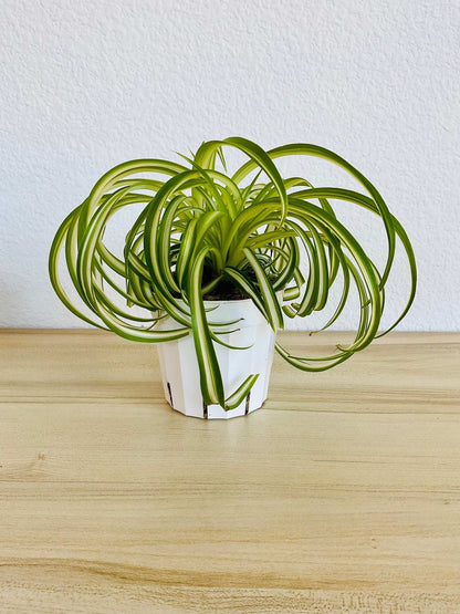 Spider Plant Bonnie with curled green and white leaves in grow pot