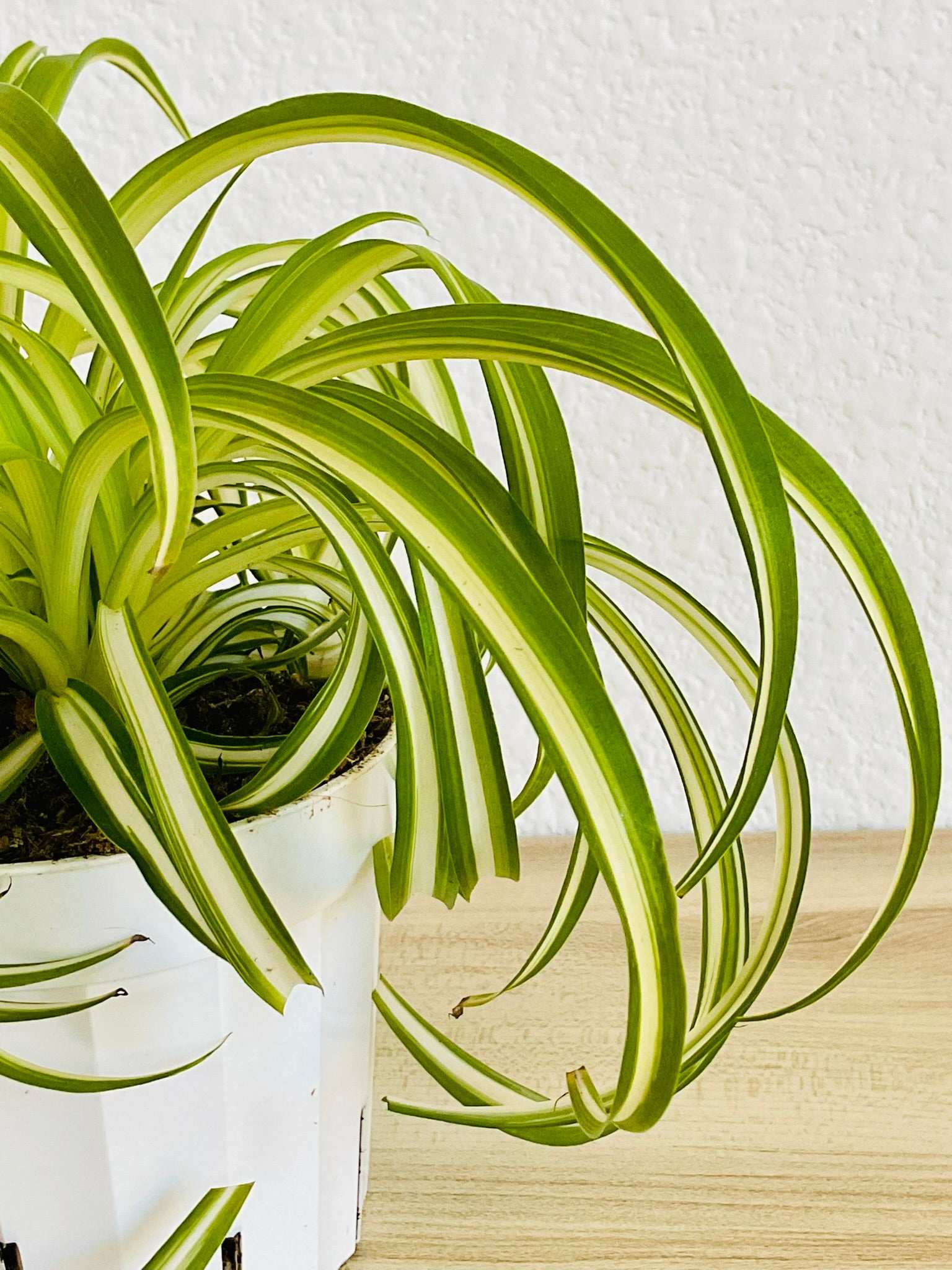 Close-up of pet-safe curly Spider Plant leaves