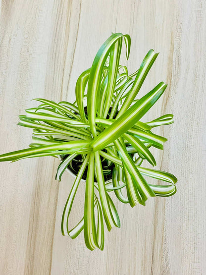 Top view of pet-safe curly Spider Plant leaves