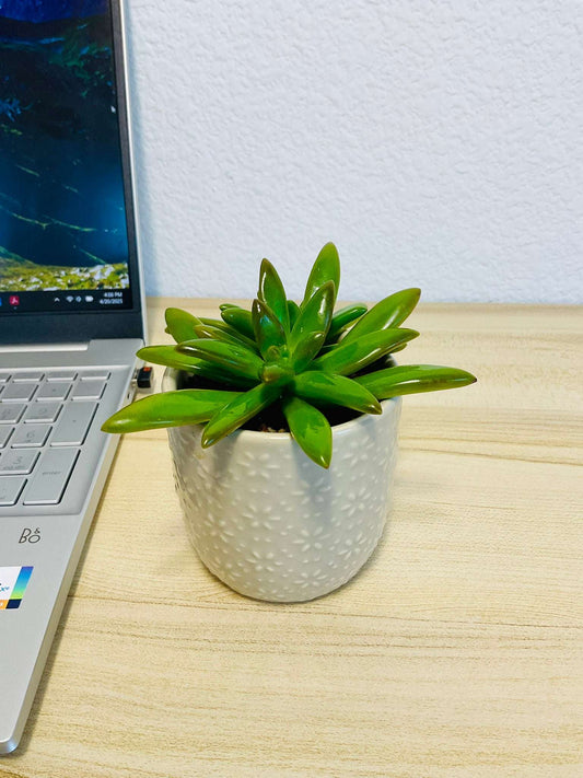 Front view of Sedeveria ‘Jet Beads’ succulent in white pot, showing glossy green leaves