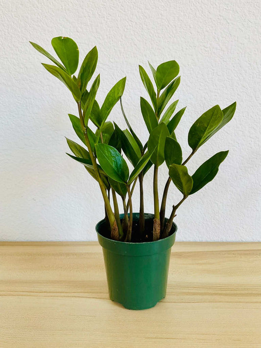 Green ZZ Plant in grow pot on table