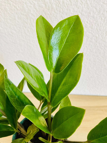 Super Close-up of ZZ Plant leaves with glossy texture