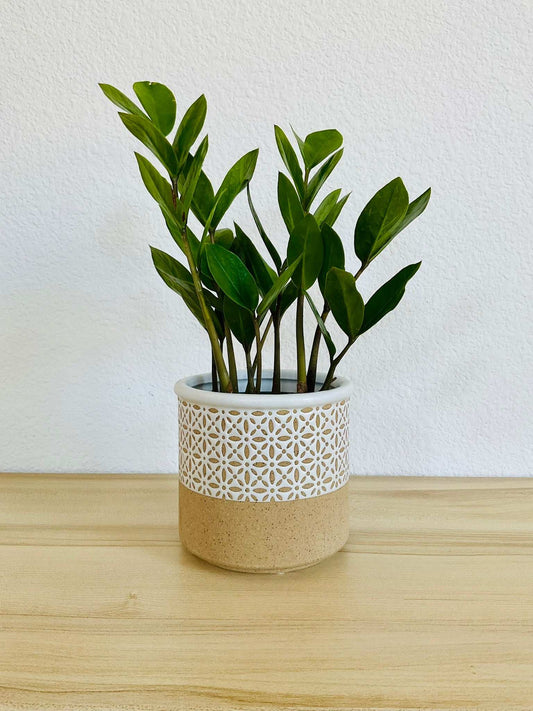Green ZZ Plant in decorative pot on table