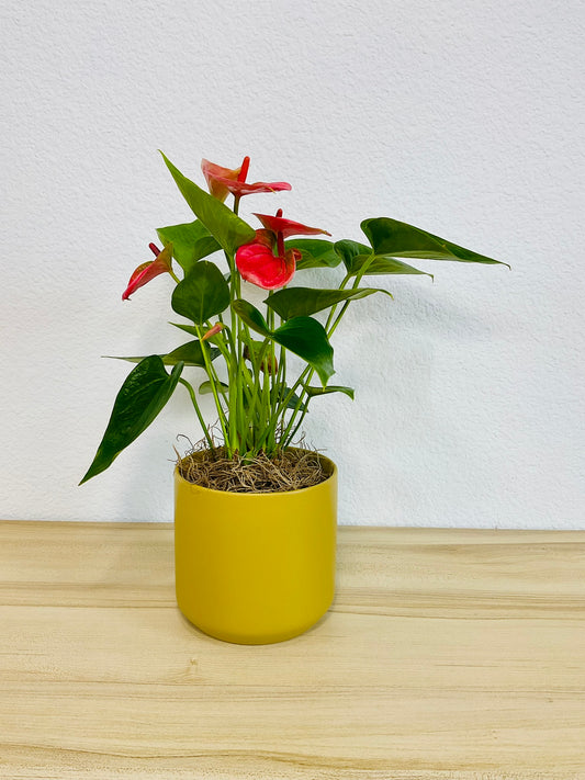 Anthurium Pink (Flamingo Flowers)