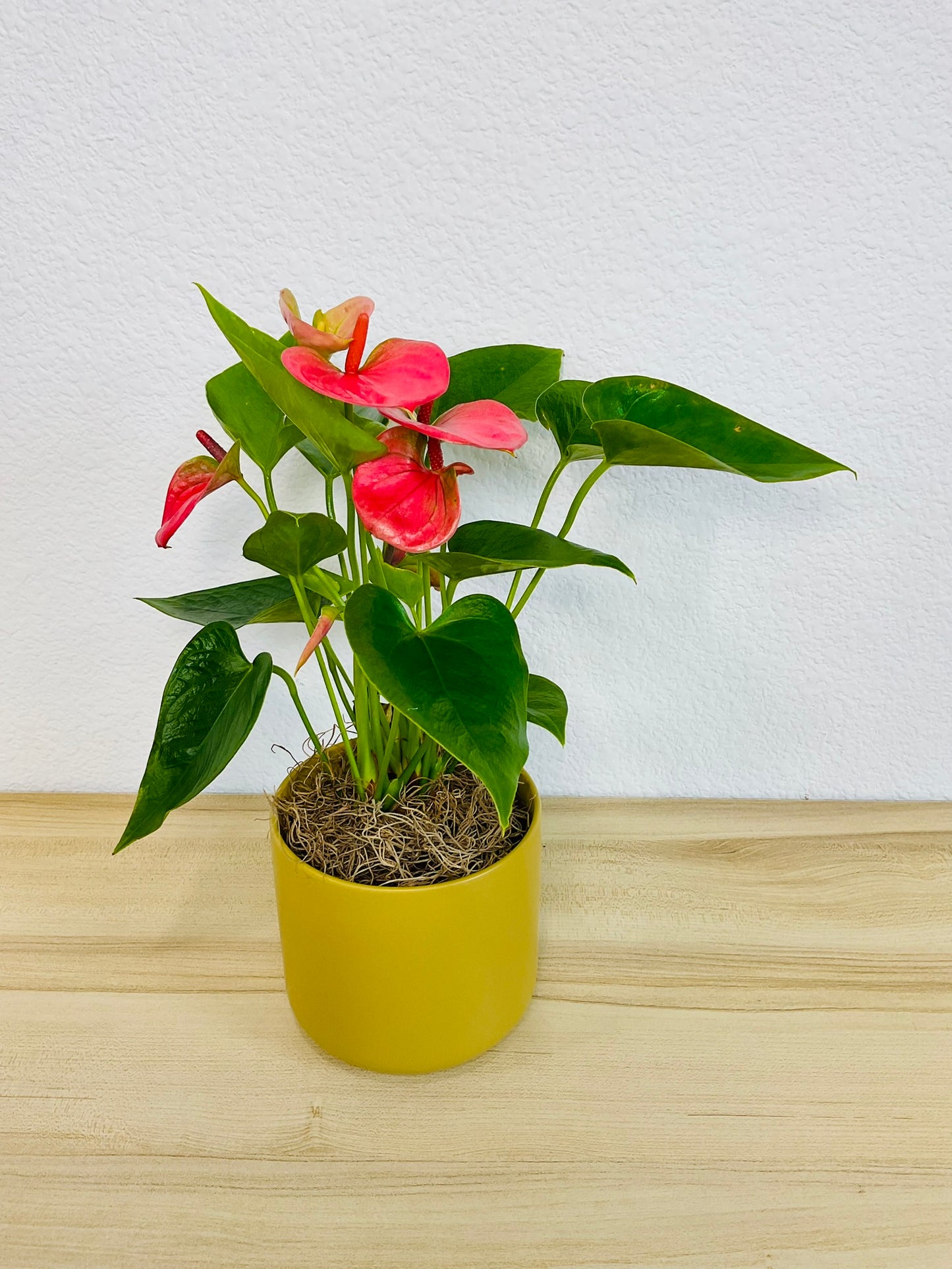 Pink Anthurium plant with heart-shaped pink flowers side view