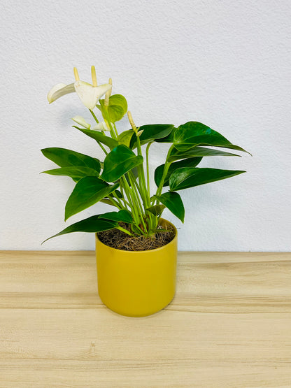 White Anthurium plant with soft white flowers and deep green foliage and in ochre ceramic pot tilted view.
