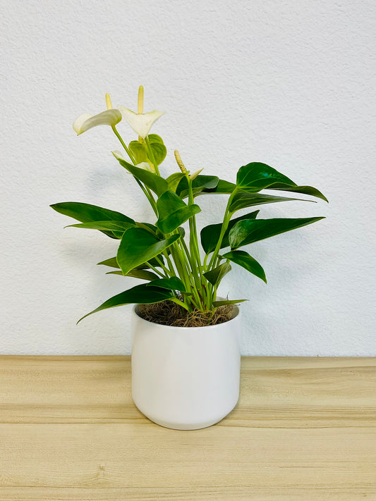 White Anthurium plant with soft white flowers and deep green foliage and in white ceramic pot.