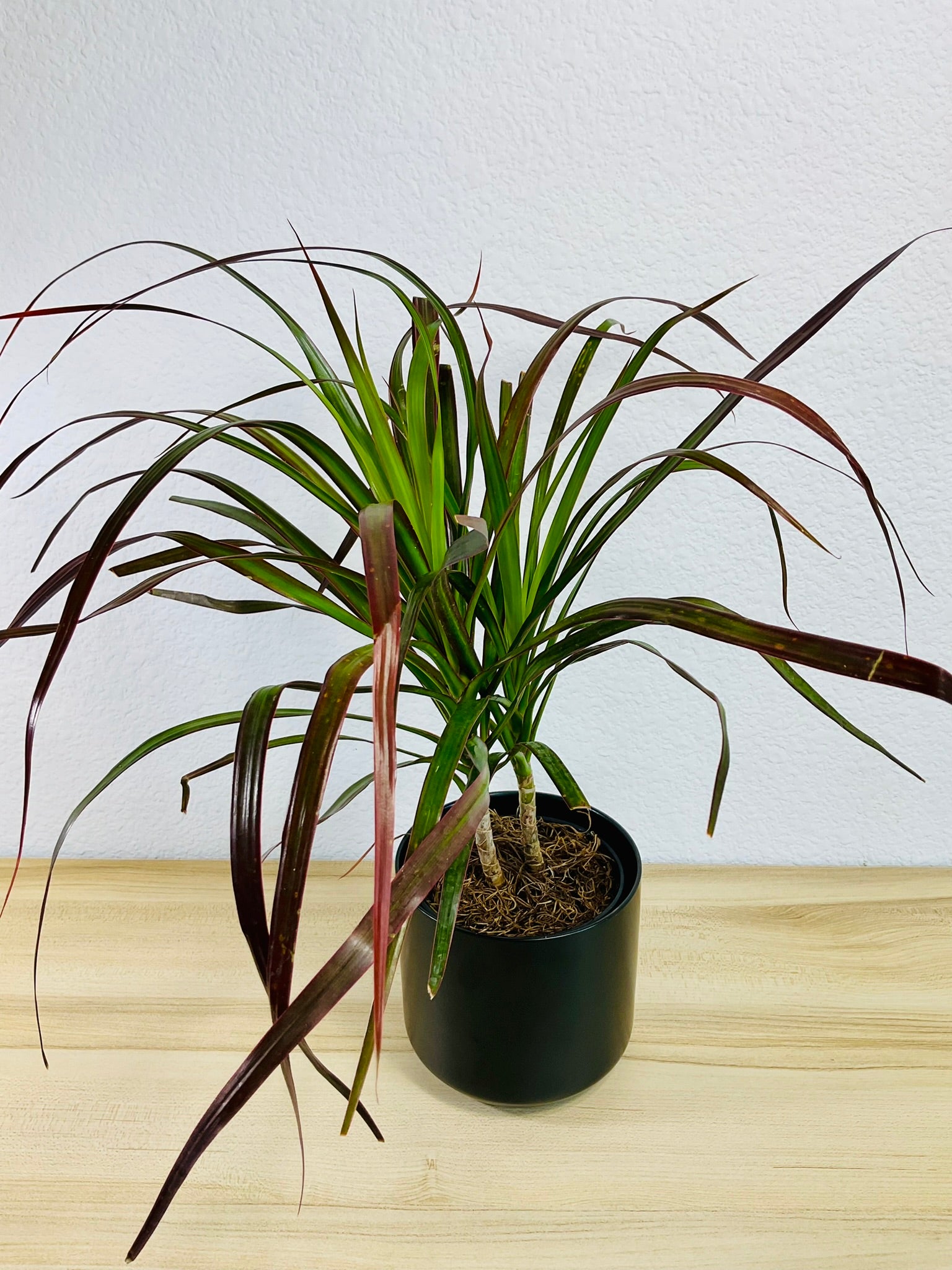 dracaena marginata magenta Dragon Tree (Dracaena Marginata Magenta) – Basic Karma