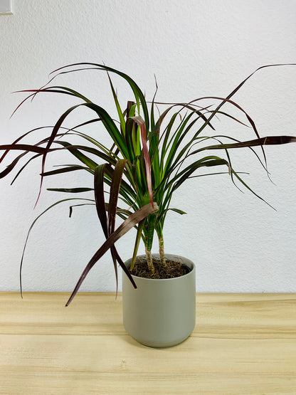 Dracaena Marginata Magenta with long green and magenta-tipped leaves in gray ceramic pot.