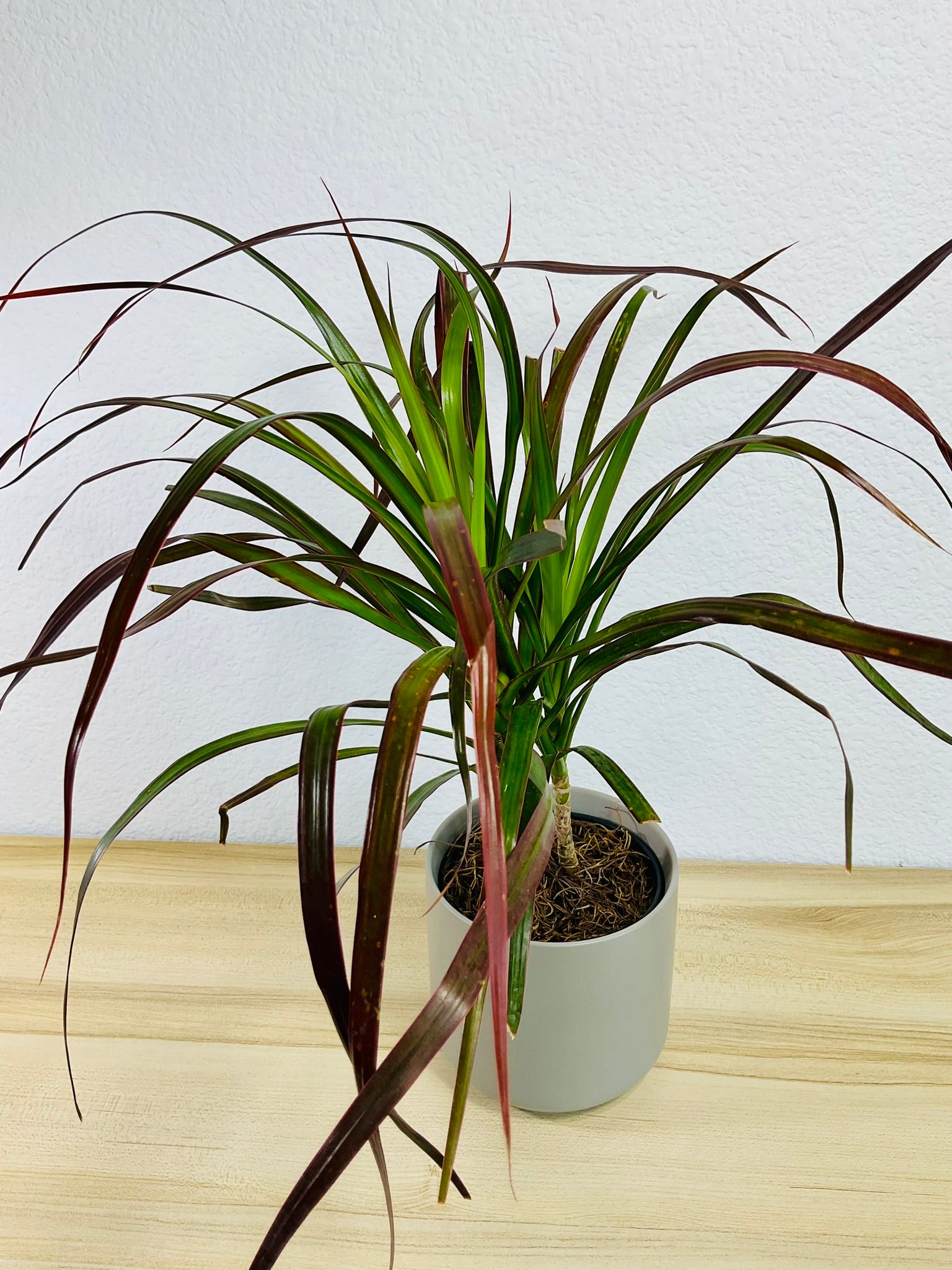 Dracaena Marginata Magenta with long green and magenta-tipped leaves in gray ceramic pot with top view.
