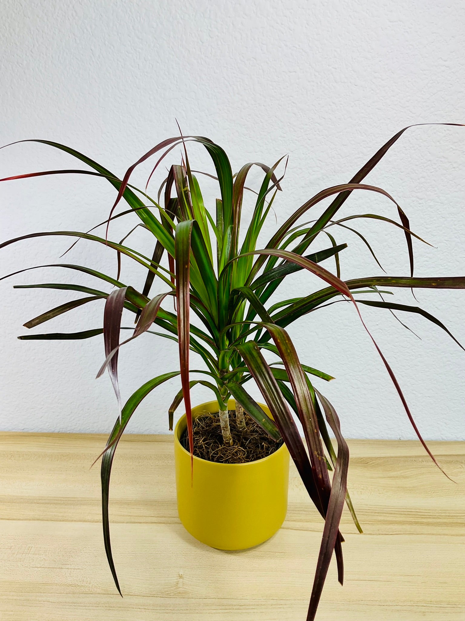 Dracaena Marginata Magenta with long green and magenta-tipped leaves in gray ceramic pot with top view.