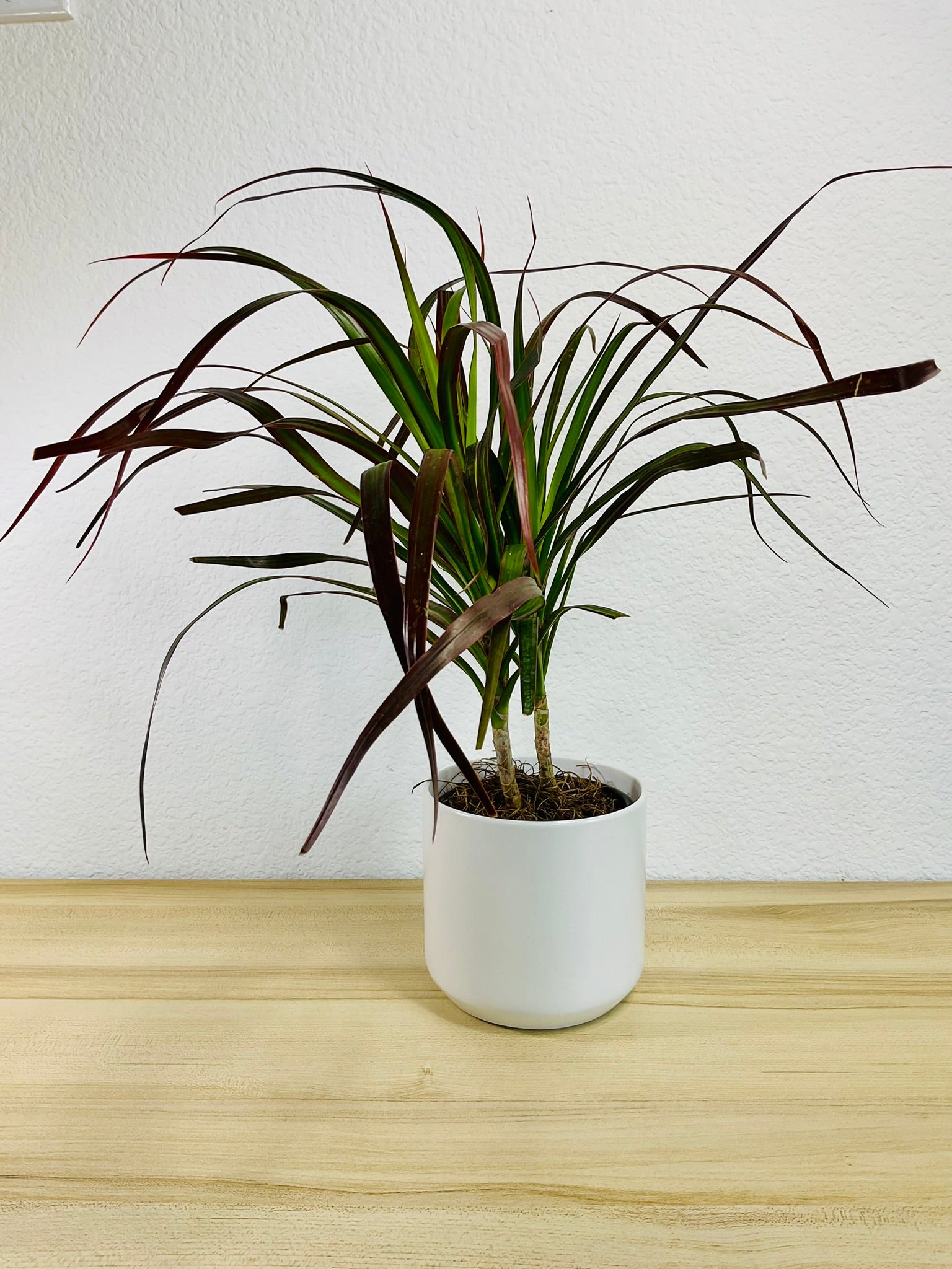 Dracaena Marginata Magenta with long green and magenta-tipped leaves in white ceramic pot.