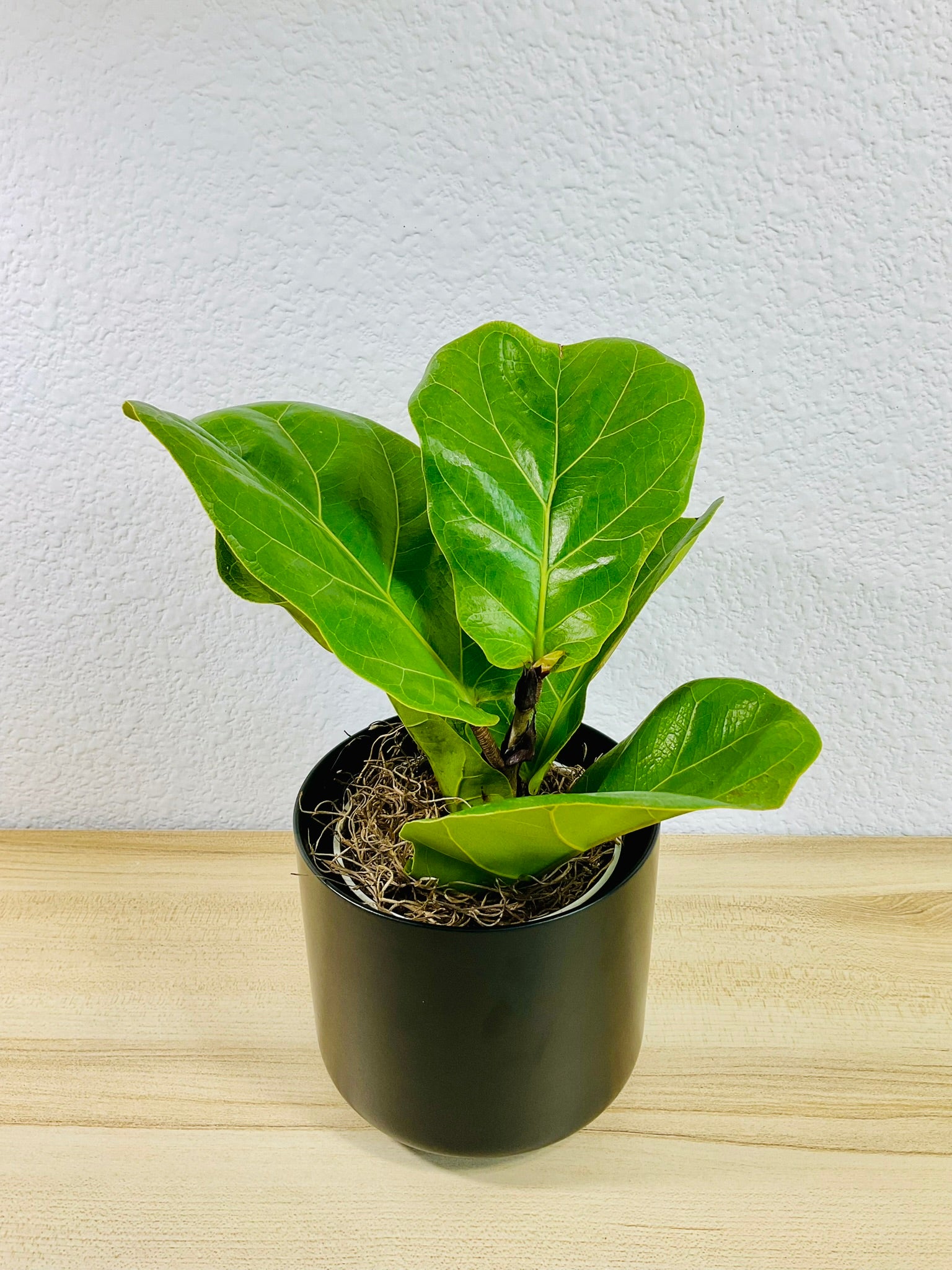 Fiddle Leaf Fig in black ceramic pot – elegant indoor plant for home or office, tilted view