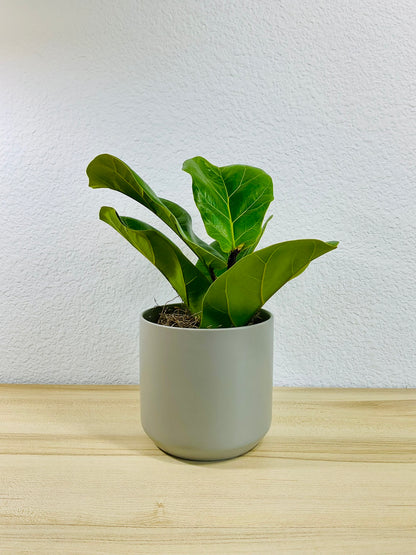 Fiddle Leaf Fig in gray ceramic pot – elegant indoor plant for home or office