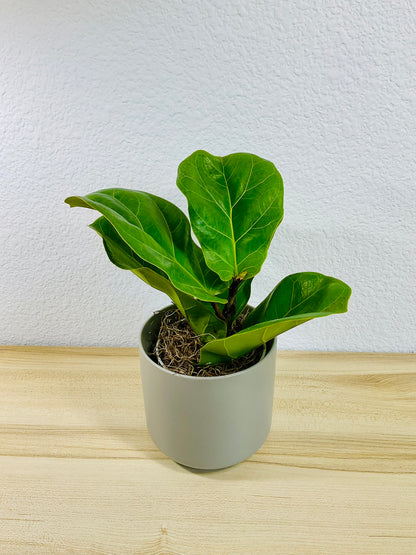 Fiddle Leaf Fig in gray ceramic pot – elegant indoor plant for home or office, tilted view