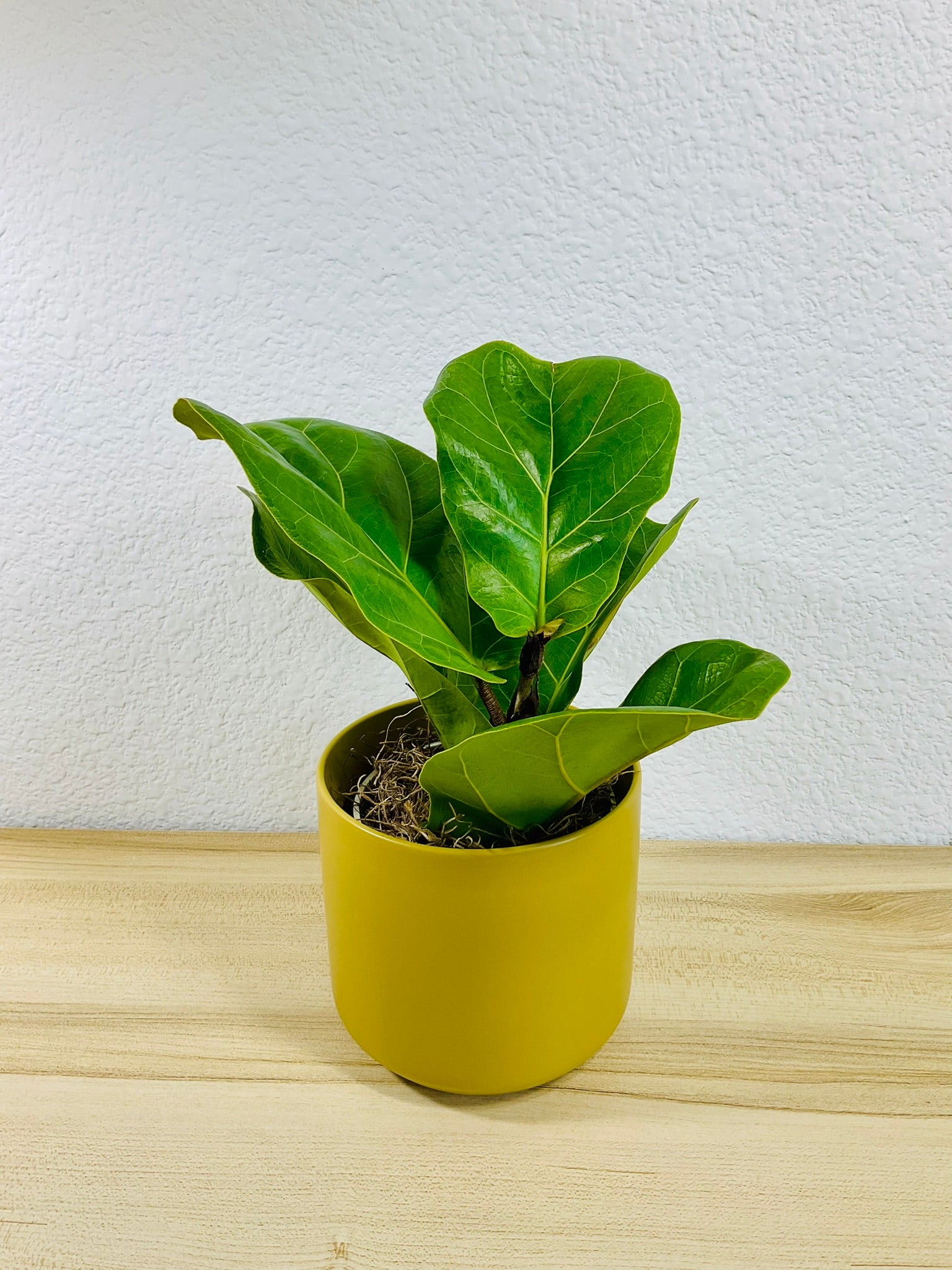 Fiddle Leaf Fig in ochre ceramic pot – elegant indoor plant for home or office, tilted view