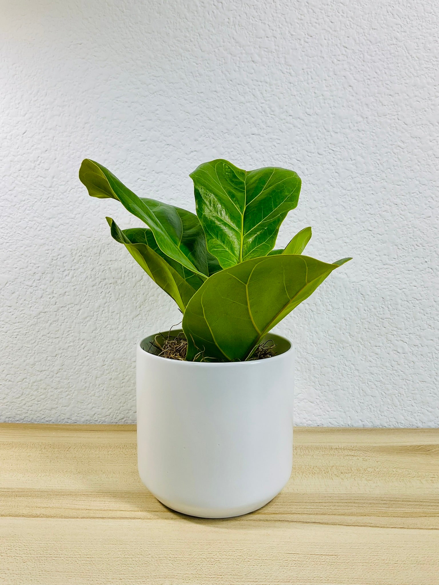 Fiddle Leaf Fig in white ceramic pot – elegant indoor plant for home or office