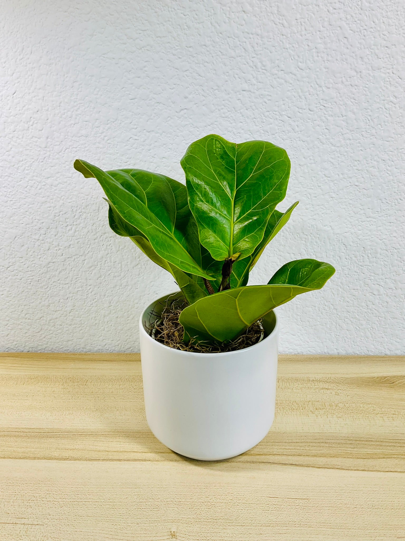 Fiddle Leaf Fig in white ceramic pot – elegant indoor plant for home or office, different angle