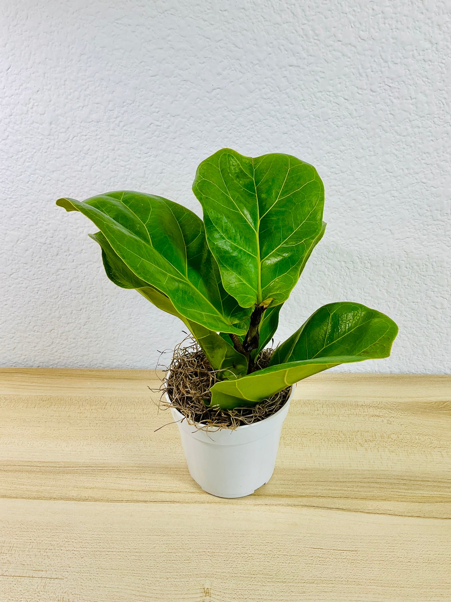 Ficus Lyrata Fiddle Leaf Fig in white  grow pot – lush plant for home decor, tilted view