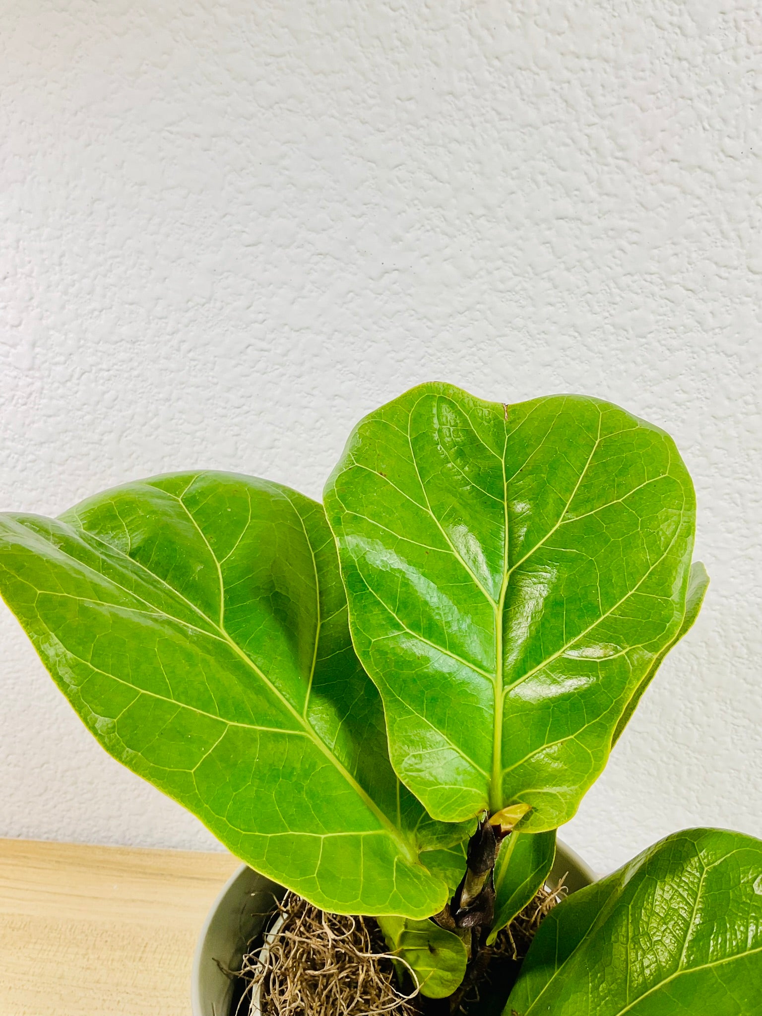 Close-up of Ficus Lyrata Fiddle Leaf Fig leaves, glossy green foliage