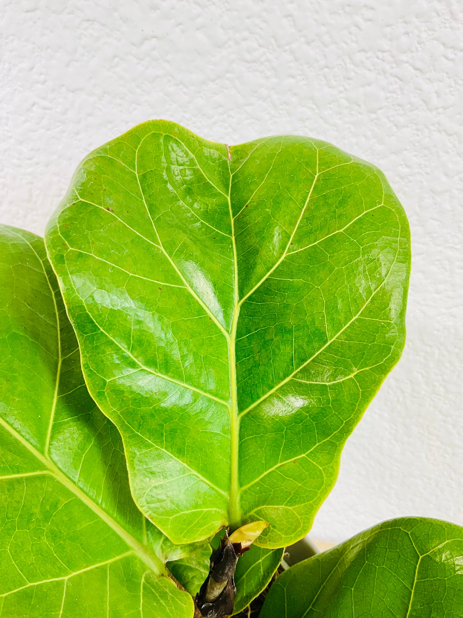 Close-up of Ficus Lyrata Fiddle Leaf Fig leaves