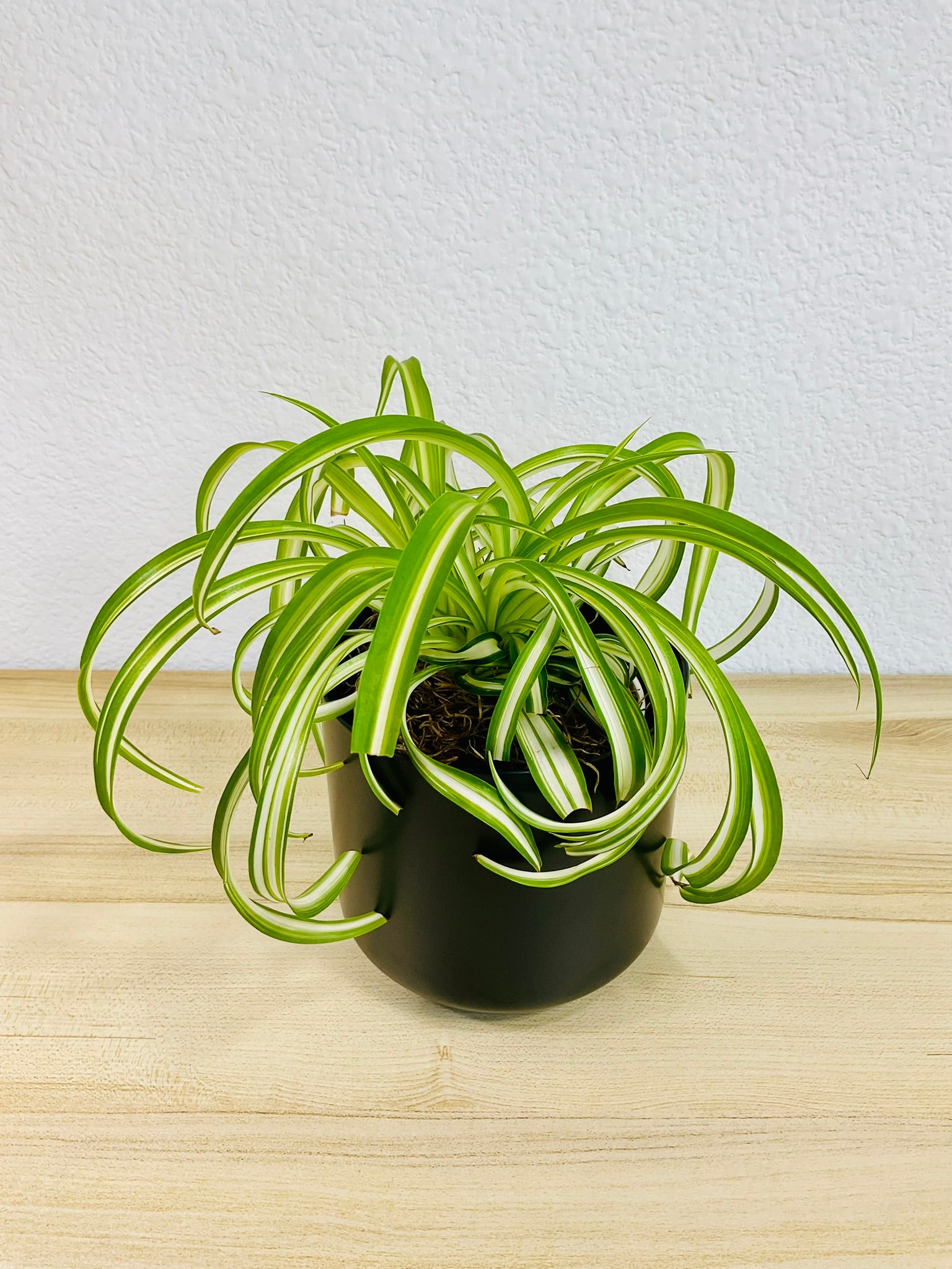 Spider Plant 'Bonnie' in ceramic black pot – vibrant, pet-safe indoor plant, tilted view