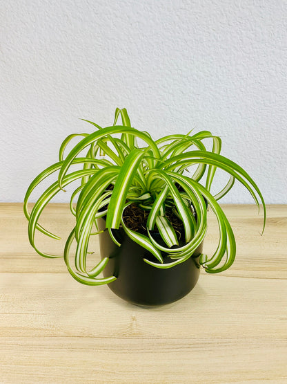 Spider Plant 'Bonnie' in ceramic black pot – vibrant, pet-safe indoor plant, tilted view