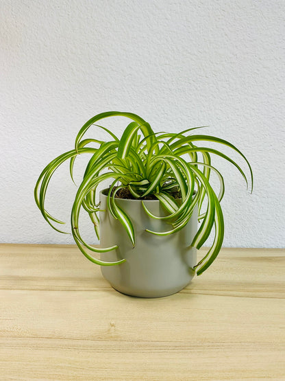 Spider Plant 'Bonnie' in ceramic gray pot – vibrant, pet-safe indoor plant