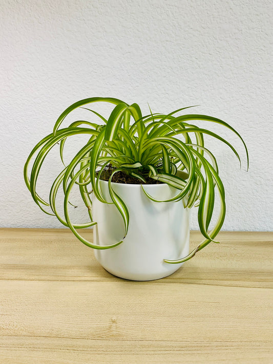 Spider Plant 'Bonnie' in ceramic white pot – vibrant, pet-safe indoor plant