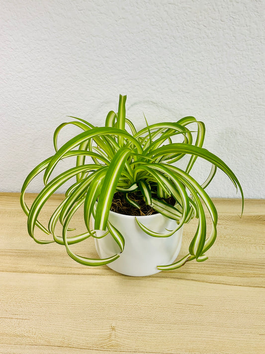 Spider Plant 'Bonnie' in ceramic white pot – vibrant, pet-safe indoor plant at different angle