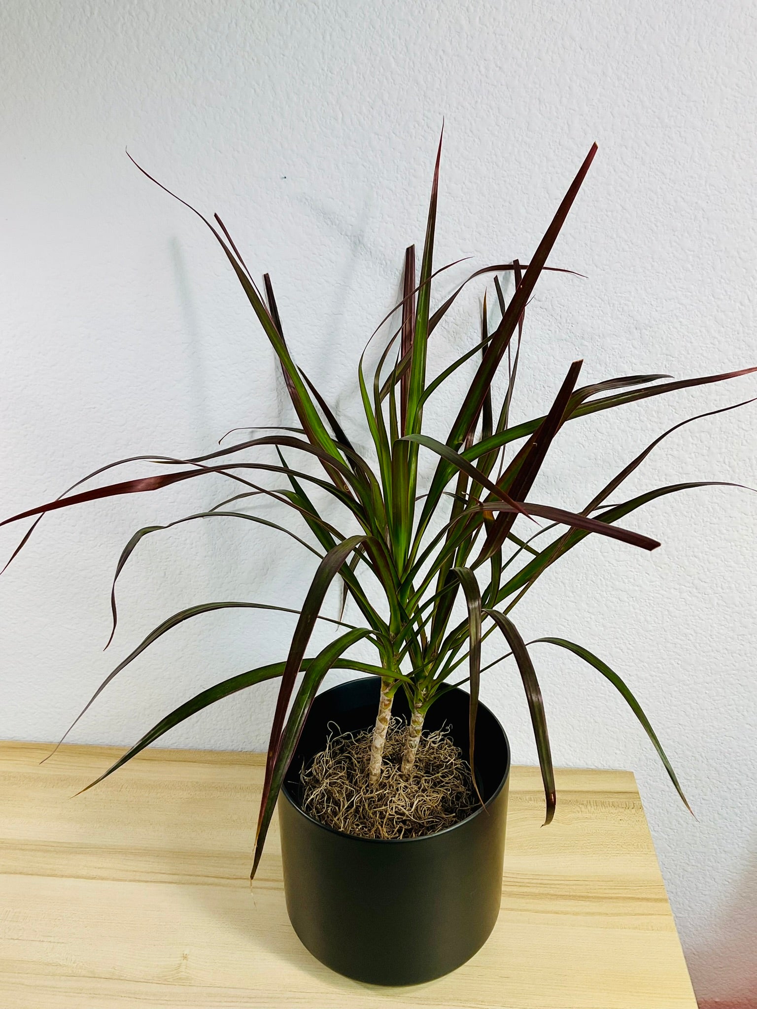 magenta dracaena Dragon Tree (Dracaena Marginata Magenta) – Basic Karma