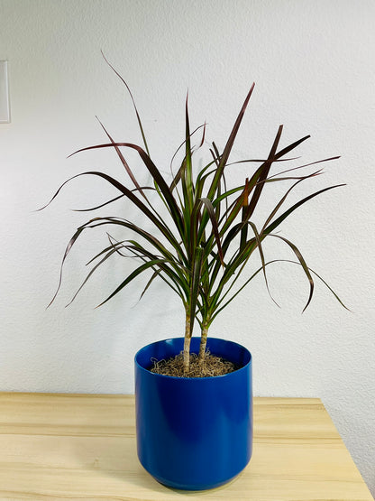 Dracaena Marginata Magenta with long green and magenta-tipped leaves in blue ceramic pot.