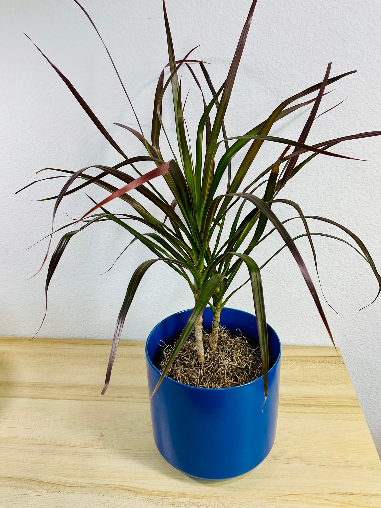 Dracaena Marginata Magenta with long green and magenta-tipped leaves in blue ceramic pot top view.