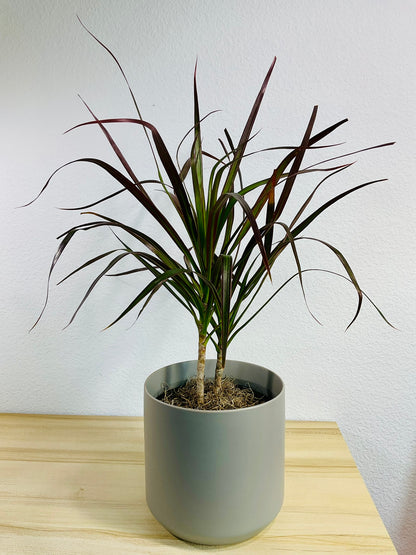 Dracaena Marginata Magenta with long green and magenta-tipped leaves in gray ceramic pot.