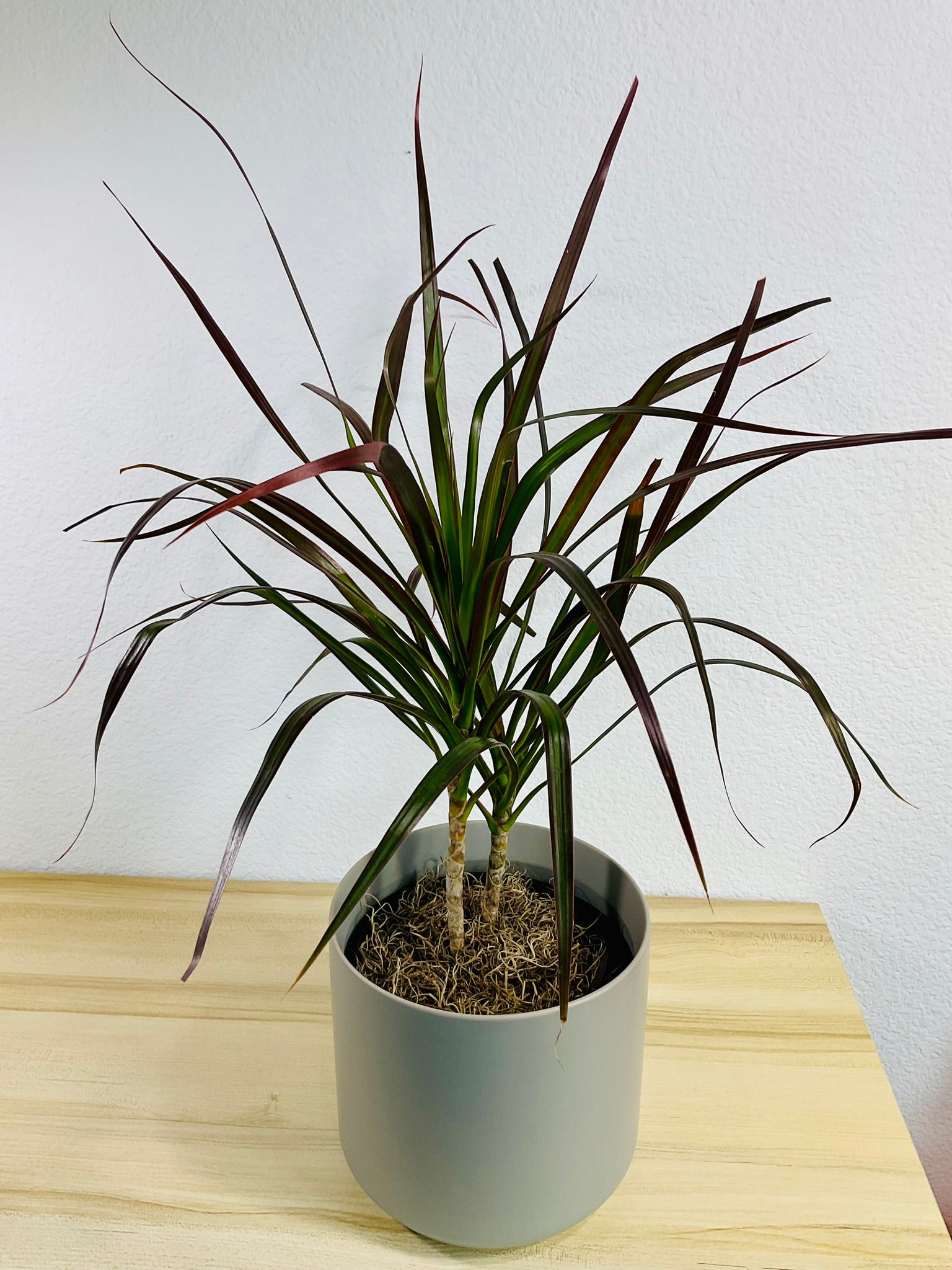 Dracaena Marginata Magenta with long green and magenta-tipped leaves in gray ceramic pot, top view.