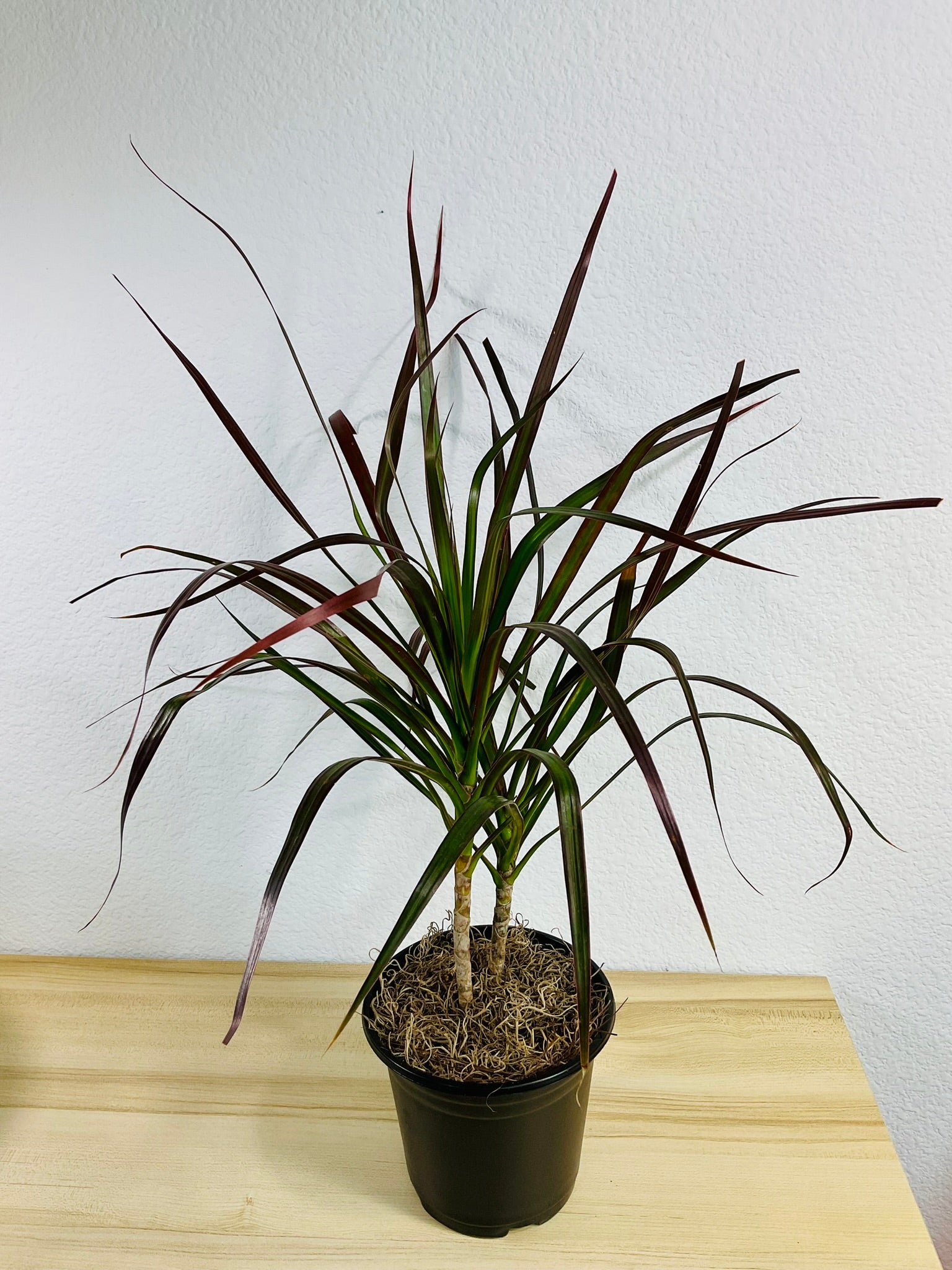 dracaena marginata magenta tree Dragon Tree (Dracaena Marginata Magenta) – Basic Karma