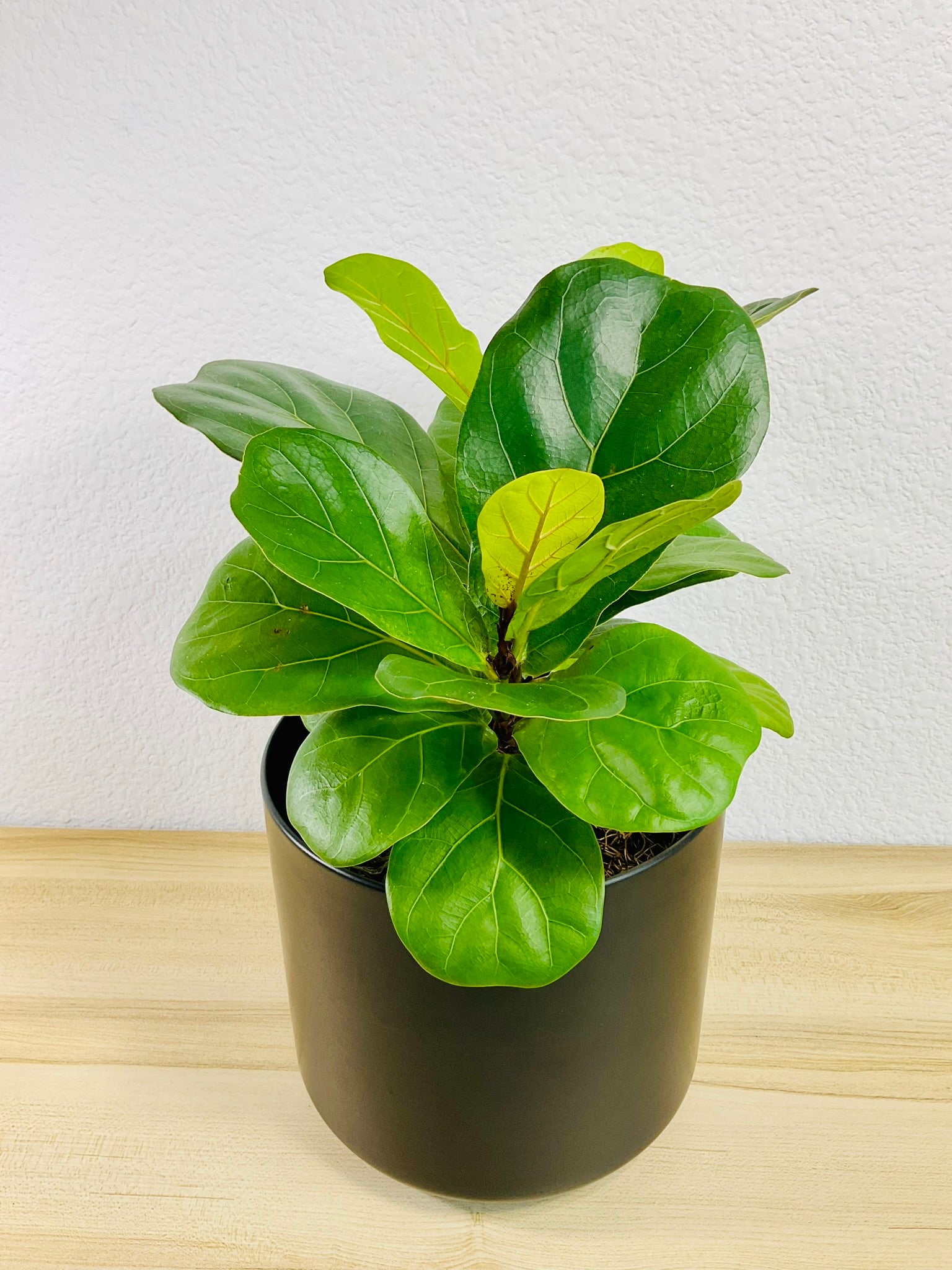 Ficus Lyrata Fiddle Leaf Fig in black   ceramic 6 inch pot – lush plant for home decor, tilted view